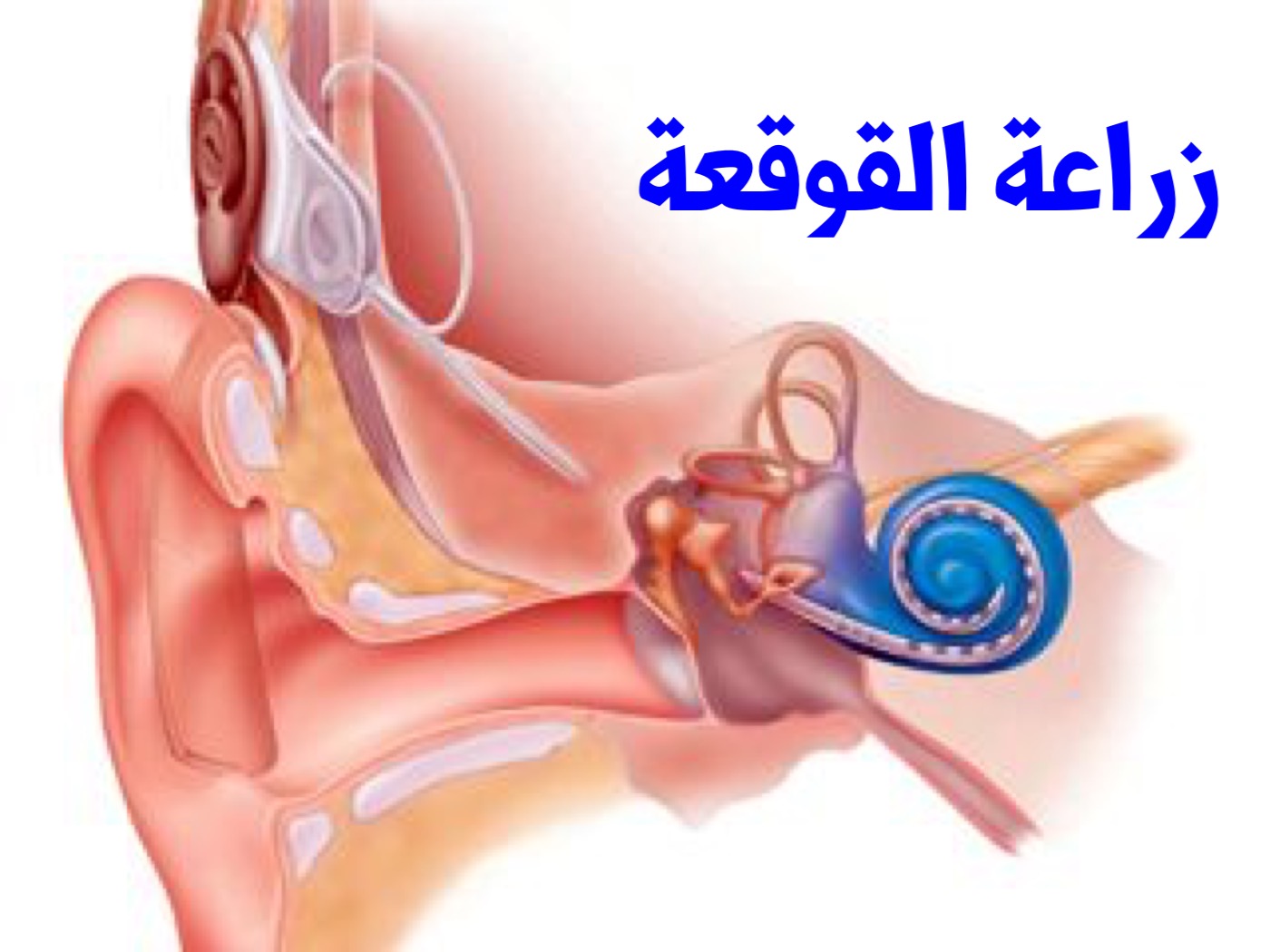 برنامج زراعة القوقعة